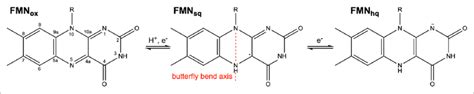 The physiologically relevant oxidation states of flavin mononucleotide... | Download Scientific ...