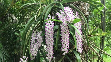 Gurulu Raja Tree Rhynchostylis Retusa Youtube