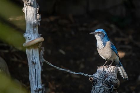 Animal Oiseau Bleu La Californie - Photo gratuite sur Pixabay - Pixabay