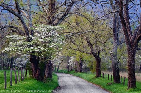 Sparks Lane Cades Cove Gsmnp By Joseph Rossbach Rossbach Nature