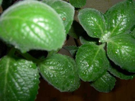 Грунт для пеларгонии: состав и требования к почве, подготовка земли ...