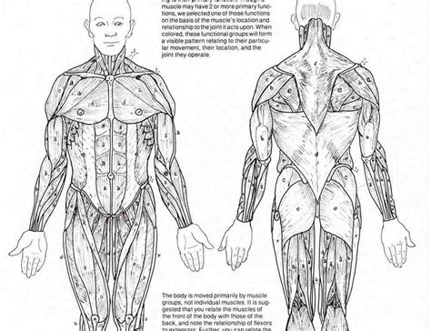 Anatomy (Muscles and Movements pt.2) Diagram | Quizlet