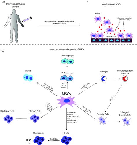 The Interplay Between Mscs And Immune Cells Α Mscs Are Intravenously