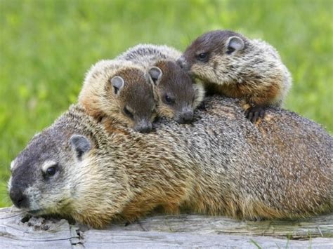 gopher vs prairie dog 2