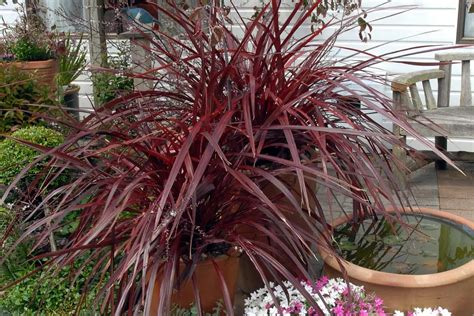 Quelles plantes frileuses faut il pailler ou hiverner à l abri