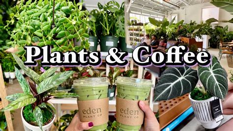 Big Box Plant Shopping New Sale Clearance Lowe S Eden Plant