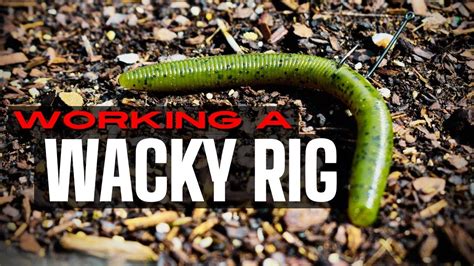 Catching Fish With A Wacky Rig Bass Fishing Youtube