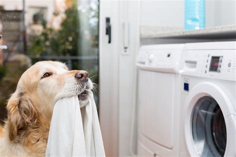 How the washing machine can make your dog itch - Dr. Marty Becker