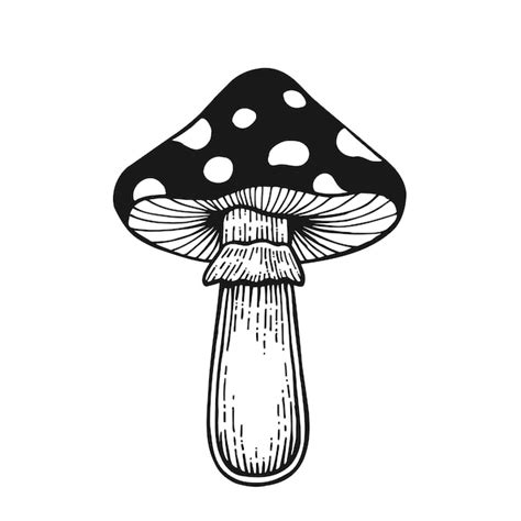 Premium Vector Fly Agaric Nonedible Poisonous Forest Mushrooms Sketch