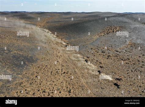 Altay Th June Aerial Photo Taken On June Shows Onagers