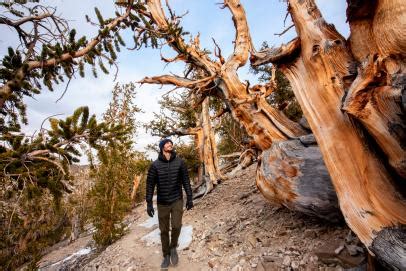 Methuselah The Bristlecone Pine Tree From California S White Mountains