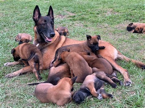 Belgian Malinois Puppies - Ultimate Dog World