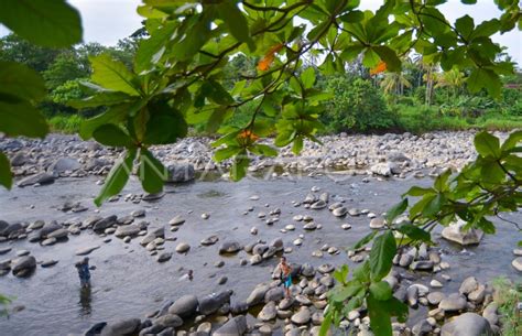 Debit Air Berkurang Di Sungai Di Padang Antara Foto