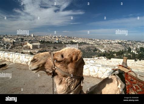 Jerusalem, Temple Mount Stock Photo - Alamy