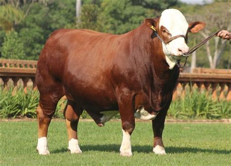 Braford Braford Cattle Sheep Farm Bull Riding