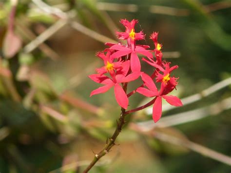 Epidendrum X Obrienianum Butterfly Orchid Madagascar An Flickr