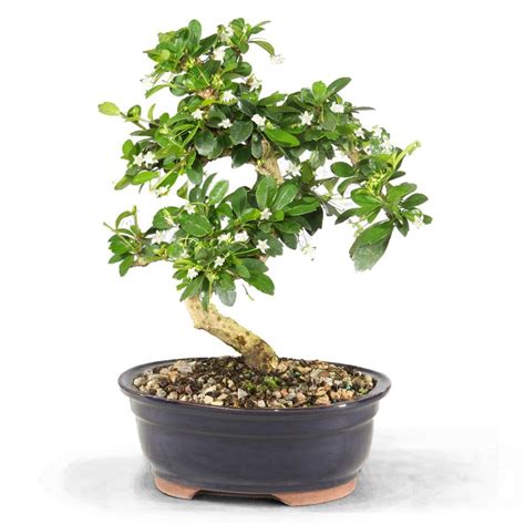 Carmona Bonsai Fukien Tea 10 Years Prime Bonsai