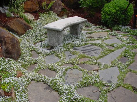 Blue Flowered Spreading Plant at Yvette Florine blog