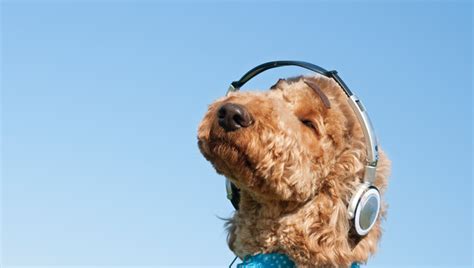 5 Best Dog Podcasts That Canine Lovers Must Listen To Dogtime