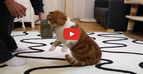 5 Cat's Reaction to Catnip - We Love Cats and Kittens