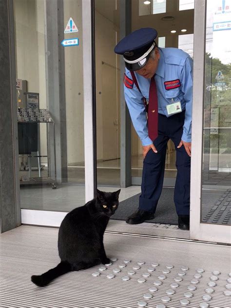 Two Cats In Japan Have Been Trying To Sneak Into A Museum For Years 30