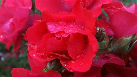 Regnvåt ros rosas rojo las flores plantas flores de verano