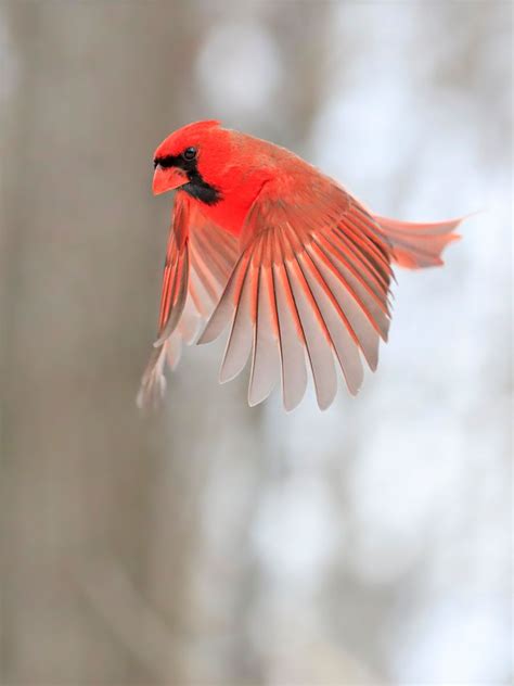 Red Cardinal - Biblical Meaning - Bible Wings