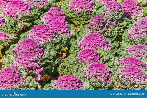 Decorative cabbage stock image. Image of horticulture - 31526237