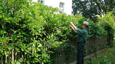 Schluss Mit Kirschlorbeer Schweiz Verbietet Mehrere Invasive Pflanzen