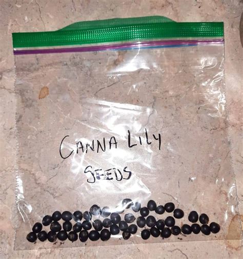 Canna Lily Seeds: Harvesting & Propagating Guide