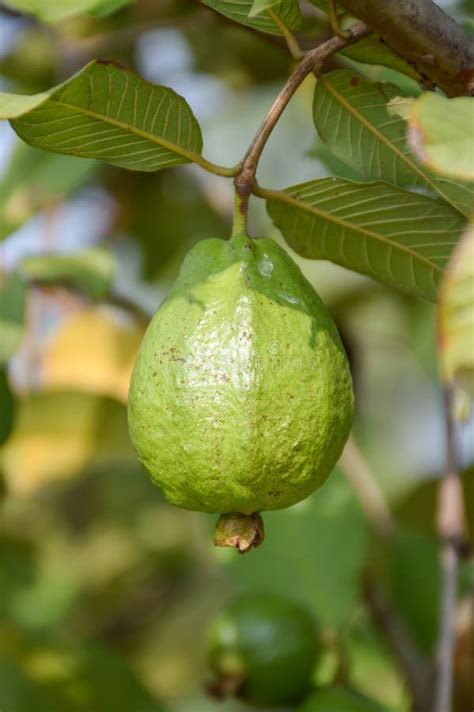 Green Guava Stock Image Image Of Plants Foliage Fresh 78901179