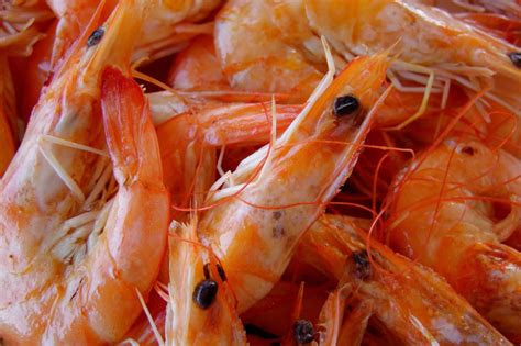 20 Facts About Shrimp You Never Knew