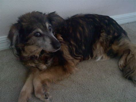 This is Sega. I've had her for 15 years. Her kidneys are failing and