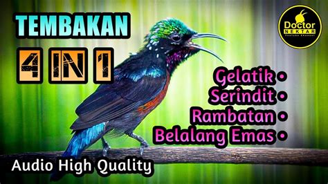 4 In 1 TEMBAKAN KOLIBRI GACOR FULL ISIAN MATERI JELAS COCOK UNTUK