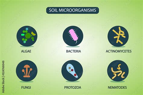 Soil Microorganisms that reproduce in the soil Stock Vector | Adobe Stock