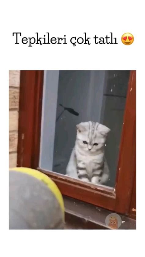 Ok Tatl Komik Hayvan Esprileri Irin Kedi Garip Hayvanlar