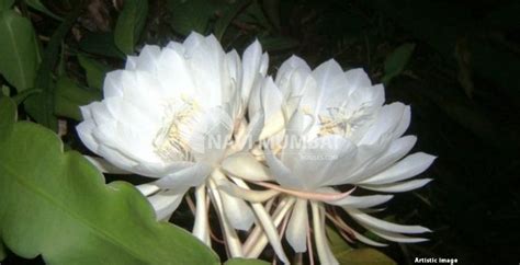 Brahma Kamal Plant : Vastu Benefits & Plant Care Tips