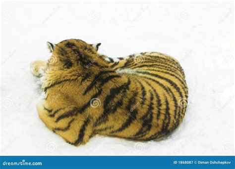 Tiger sleeping on the snow stock image. Image of hunter - 1868087