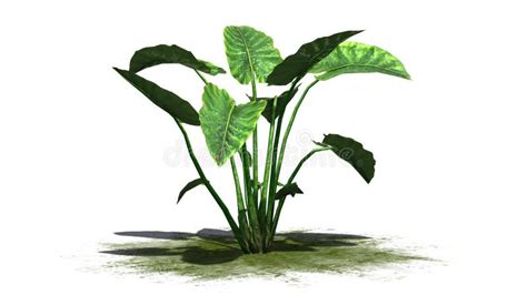 Elephant ear plant stock illustration. Illustration of garden - 122412801