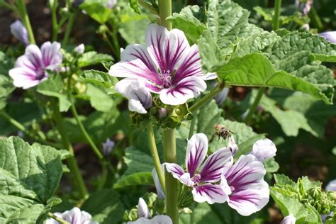Types of mallow: the most beautiful at a glance - Plantura
