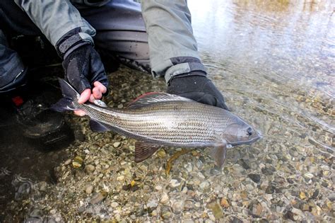 UK Grayling Chalkstream Fly Fishing Aardvark Mcleod