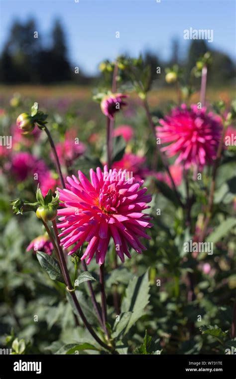 Dahlia Tutti Frutti At Swan Island Dahlias In Canby Oregon Usa