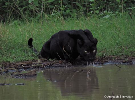 Black leopard at Kabini | This rare black panther was sighte… | Flickr