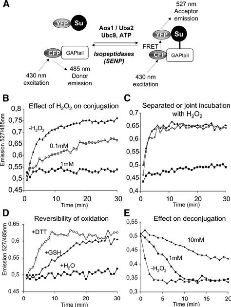 Regulation Of Sumoylation By Reversible Oxidation Of Sumo Conjugating