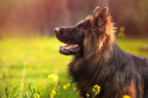 Premium Photo Purebred German Shepherd Dog Looking Up In A Park Full