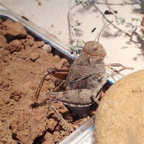 Cathy Gibault Veterinarian Dedicated To The Crau Plain Grasshopper Criquet De Crau