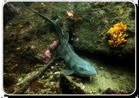 Blind Shark – Facts, Size, Behavior, Diet, Pictures