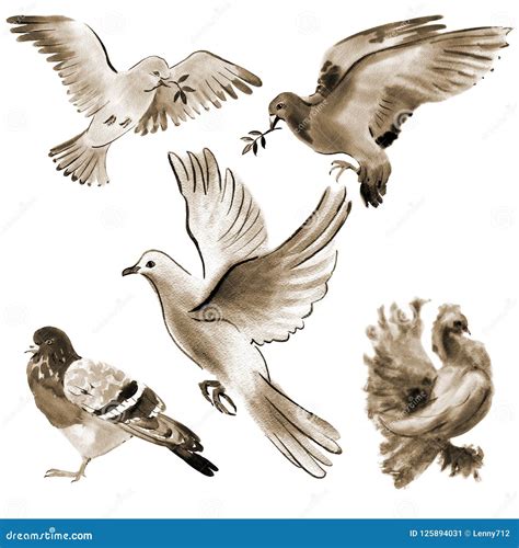 Set Of Birds Doves Watercolor Illustration In White Background Stock