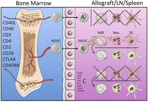 Frontiers Natural Killer Cell Interactions With Myeloid Off