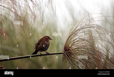 Female Red Winged Blackbird Agelaius Phoeniceus Perches In A Swamp In